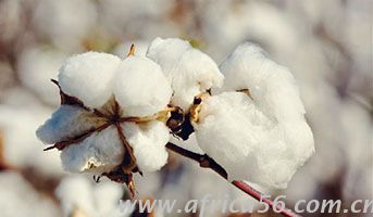 紡織原料——棉花