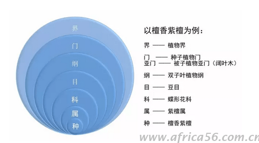 檀香紫檀的種類劃分