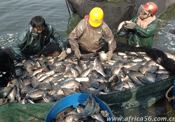 旭洲物流服務(wù)海鮮凍品出口案例_非洲海運(yùn)_貨運(yùn)代理
