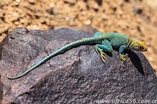 這應(yīng)該是中非貿(mào)易中出鏡率最高的產(chǎn)品_旭洲物流