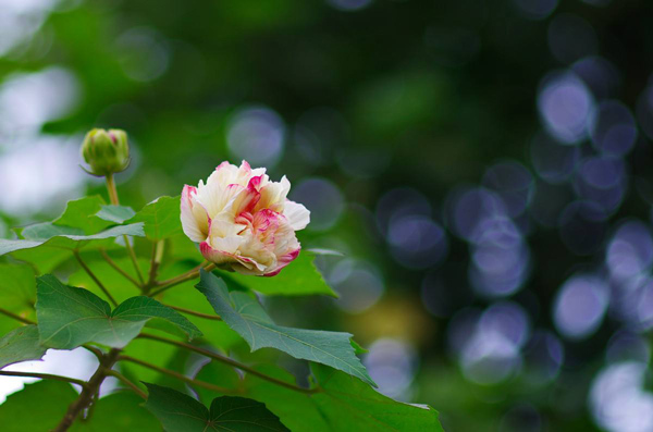 尼日利亞花果蔬菜市場怎么樣_非洲海運_旭洲物流