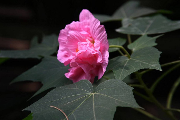 尼日利亞花果蔬菜市場怎么樣_非洲海運_旭洲物流
