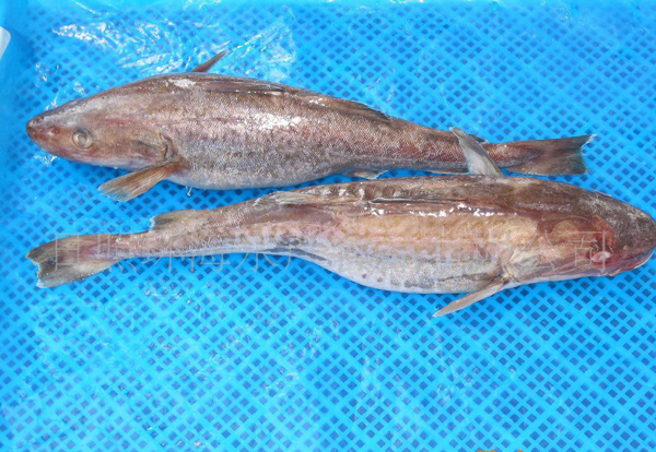 尼日利亞魚類養(yǎng)殖_非洲物流_上海旭洲