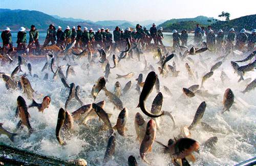 烏干達(dá)魚類產(chǎn)品進(jìn)出口情況_非洲物流_上海旭洲